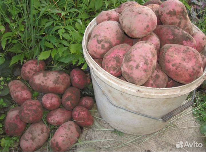 Продукты питания