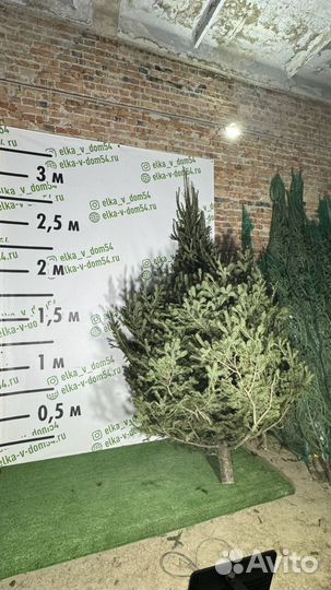 Царь елка живая новогодняя