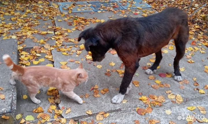 Отдам пса в добрые руки