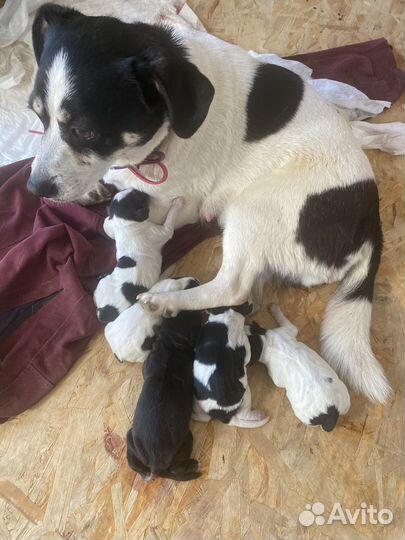 Отдам бесплатно