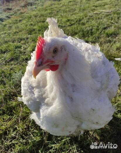 Самая вкусная курица, домашний бройлер. Живой вес