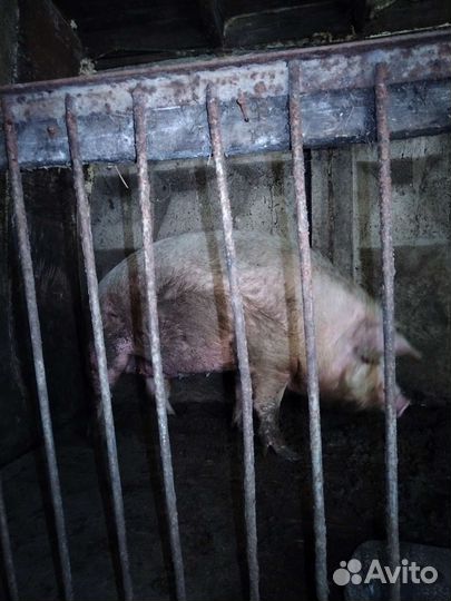 Свиноматки на племя