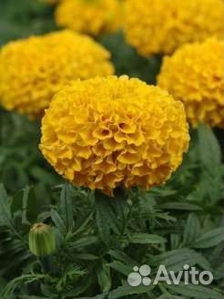 Рассада цветов мелкий опт, розница