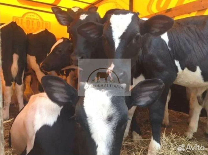 Телята бычки