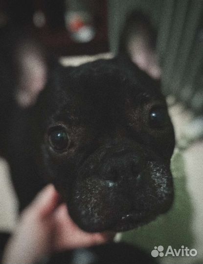 Передержка любых животных, догситтер, зооняня