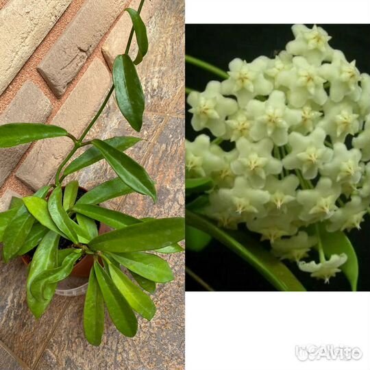 Хойи сортовые взрослые