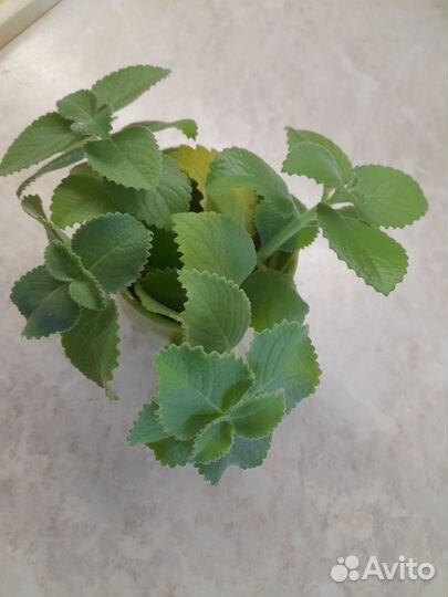 Мелисса домашняя