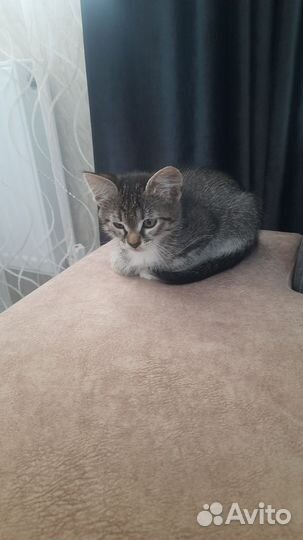 Отдам котика в добрые руки