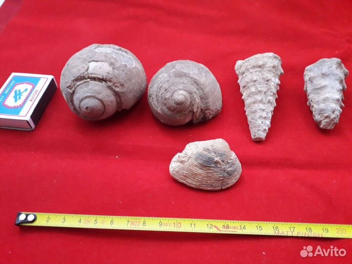 Окаменелость. Окаменелые раковины