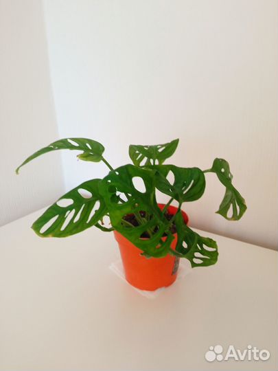 Монстера Манки