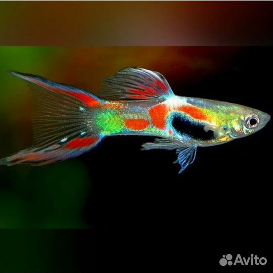 Аквариумные рыбки Гуппи