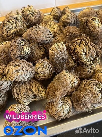 Иерихонская роза средние пучки для перепродажи