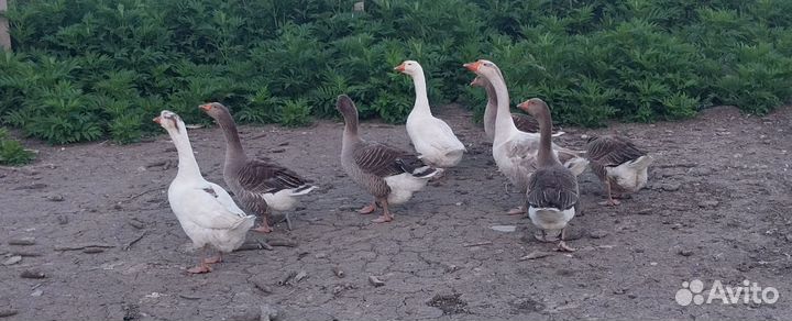 Гуси на племя