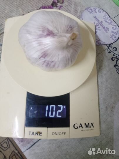 Яровой чеснок и лук шалот на посадку