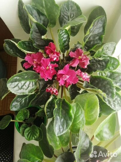 Фиалочка, сорт 