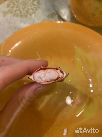 Клешни Камчатского краба