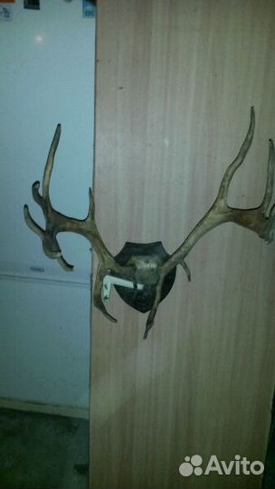 Продам рога оленя