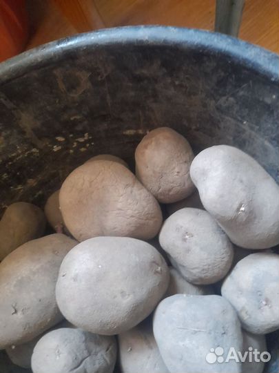 Домашние,соления,картофель