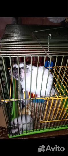 Сирийские хомячки