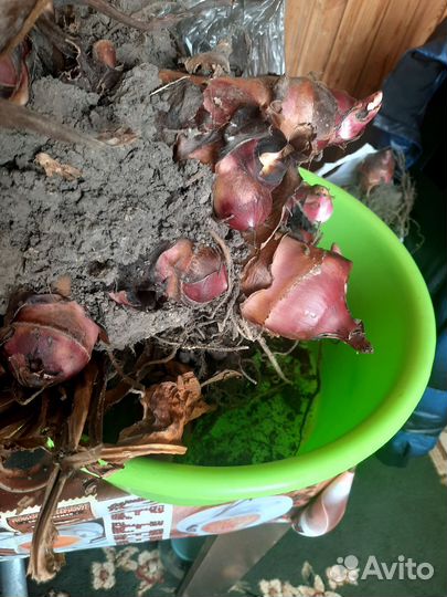 Клубни канны