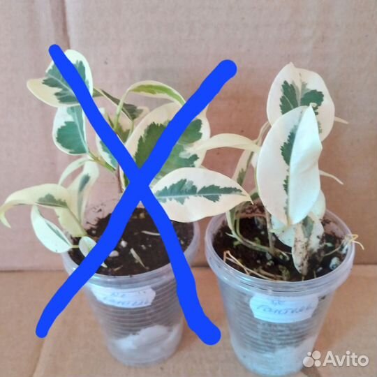 Фикусы сортовые пестролистные