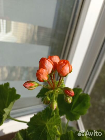 Герань тюльпановидная