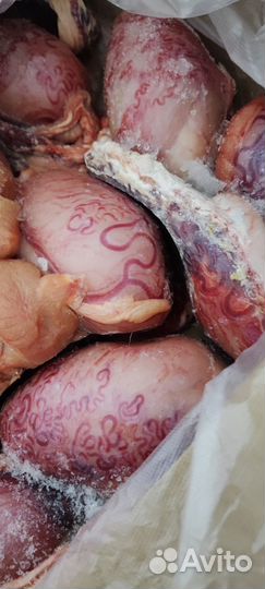 Семенники бычьи