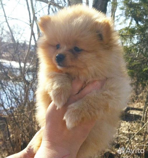 Немецкий шпиц