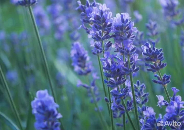 Лаванда саженцы