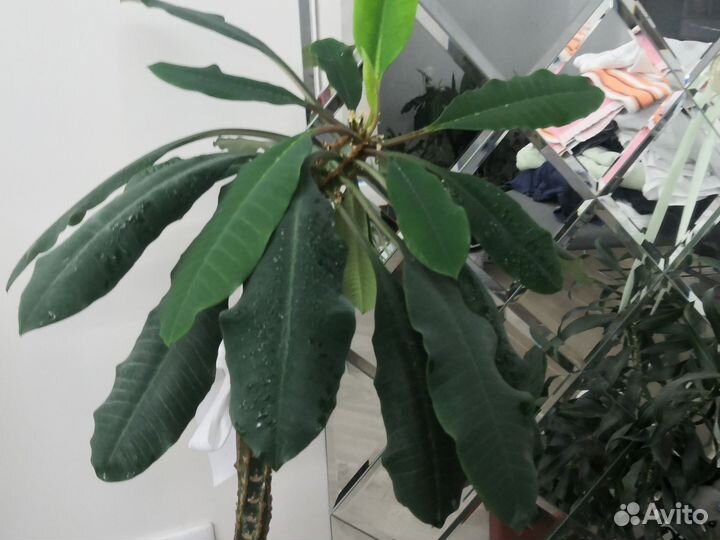 Молочай пальма