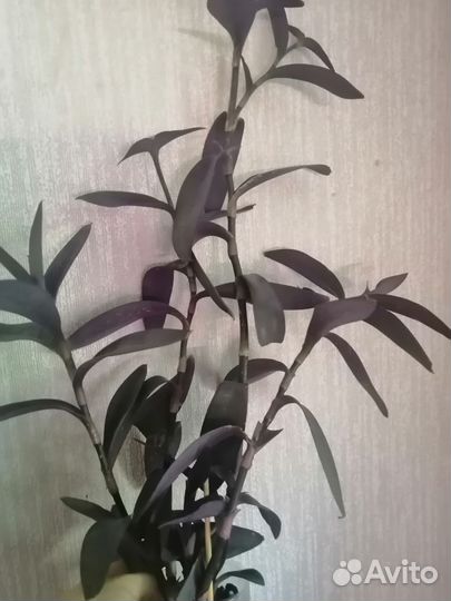 Цветы для дома