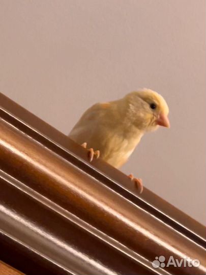 Канарейки певчие птицы