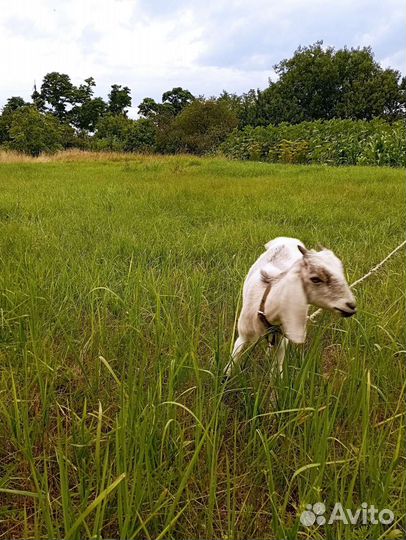 Нубийские козы