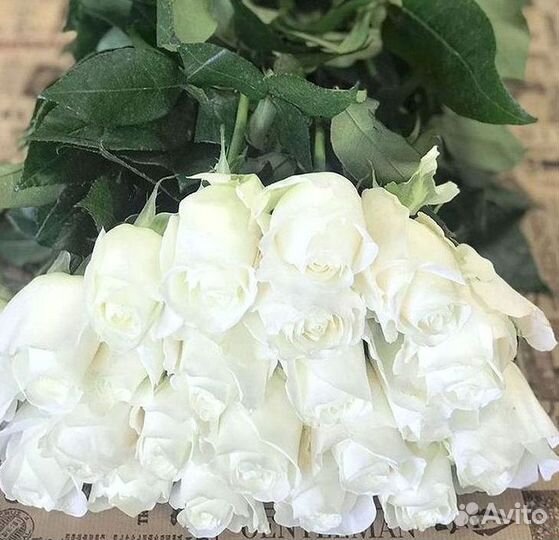 Высокие Розы Гиганты Доставка Круглосуточно