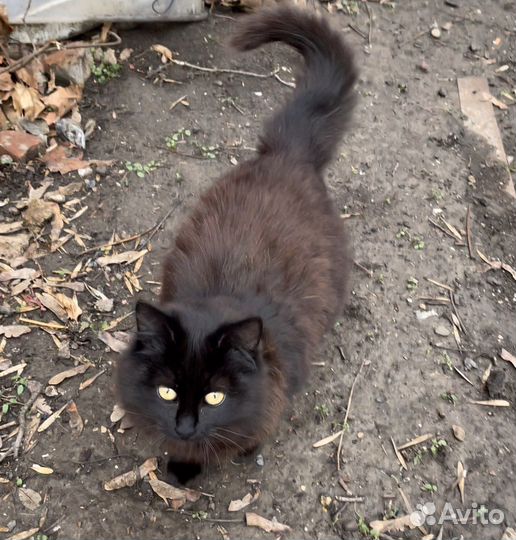 Котенок в шубке