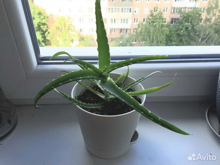 Цветок алоэ вера (столетник) в горшке