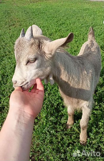 Козлята бесплатно