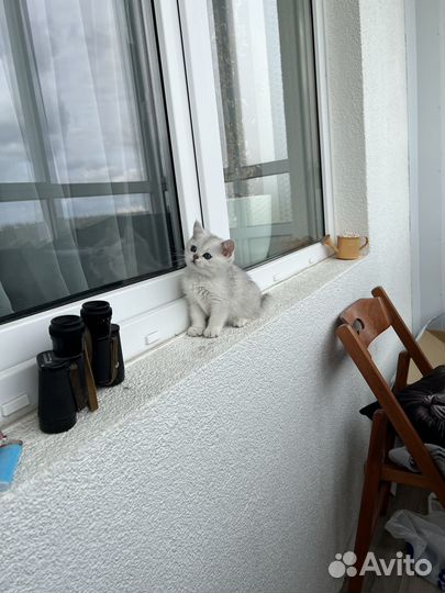 Британская серебристая шиншилла