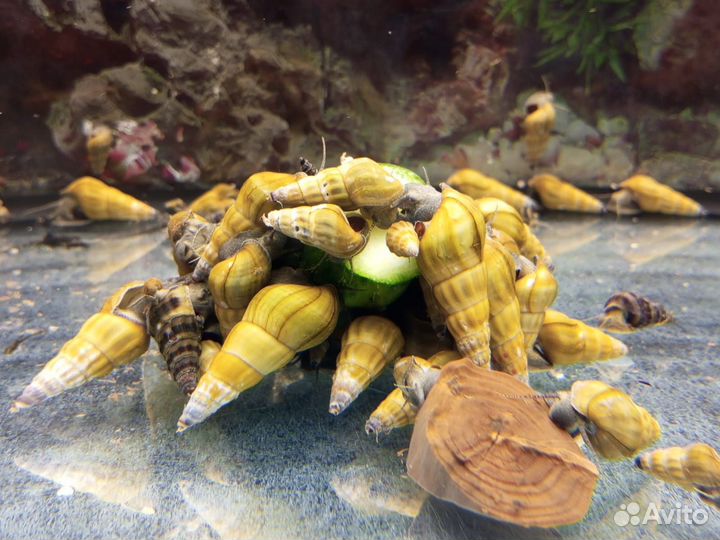 Улитка Геркулес