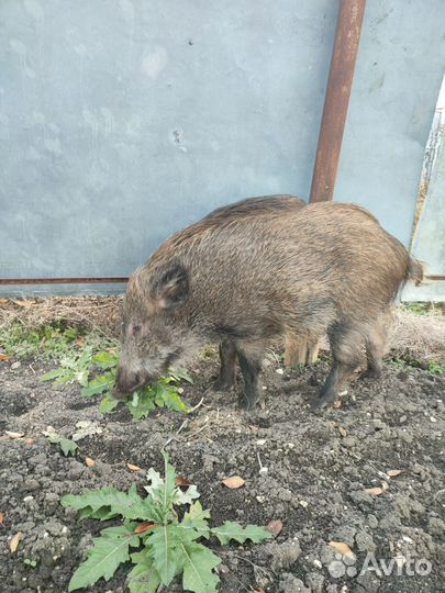 Дикий кабан