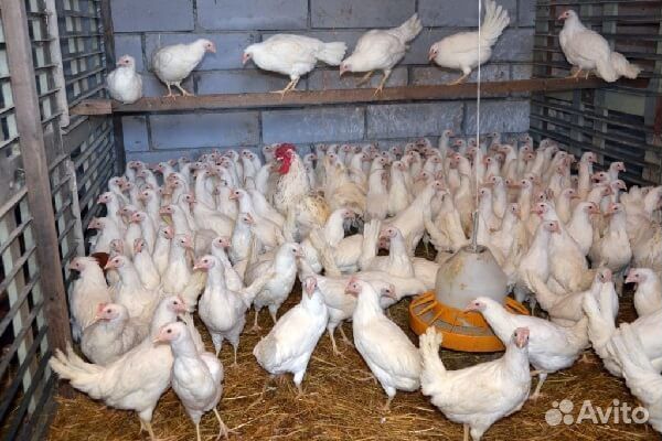 Куры несушки