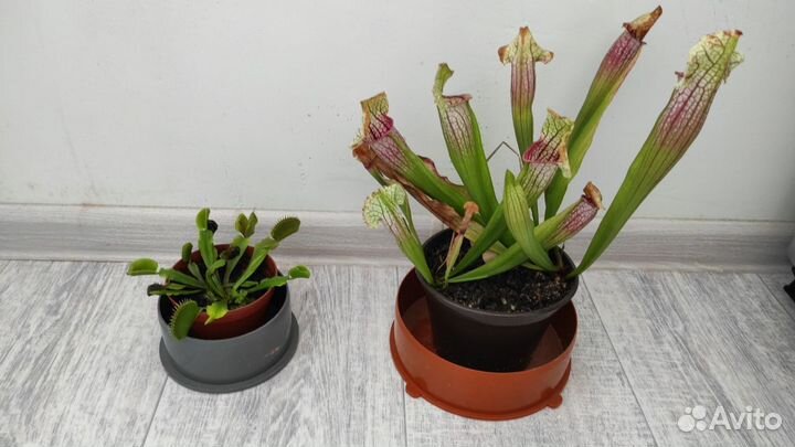 Хищные растения