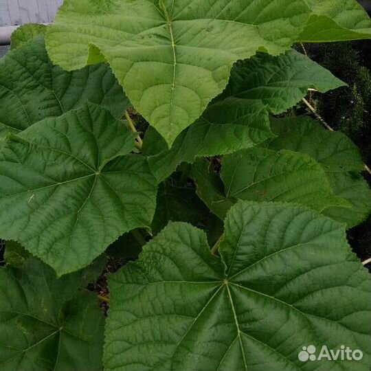 Павловния войлочная