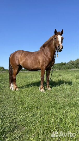 Лошадь рабочая