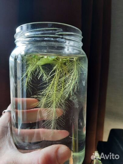 Аквариумная прополка. Пистия