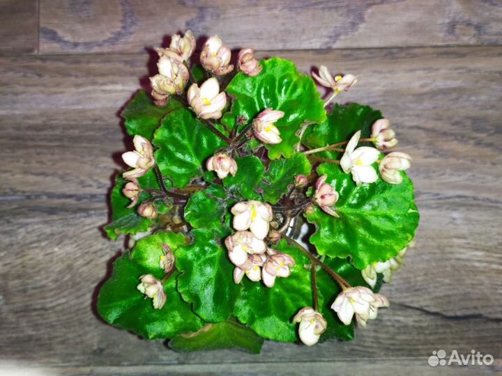 Сортовые мини фиалки