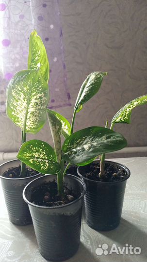 Диффенбахия