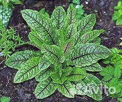 Декоративный щавель и подорожник