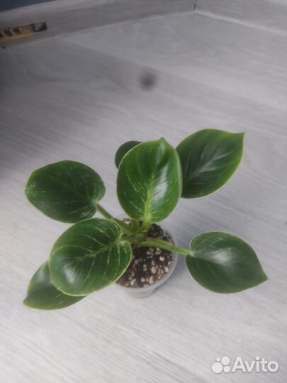 Филодендрон биркин