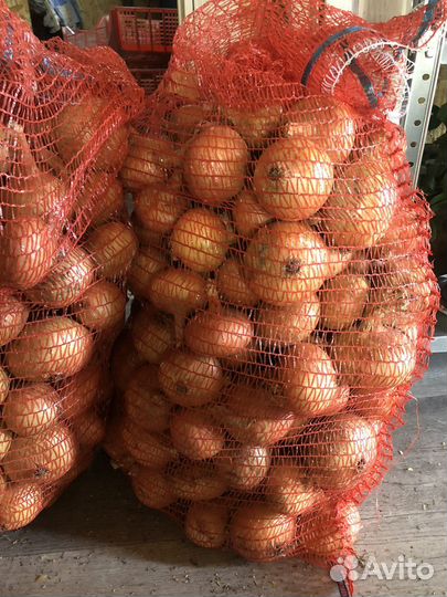 Лук репчатый